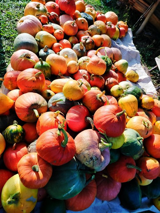 Dynia ekologiczna BIO niepryskana Hokkaido i inne