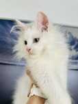 Kocurek Maine Coon