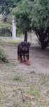 Szczeniak rottweiler po pięknych rodzicach