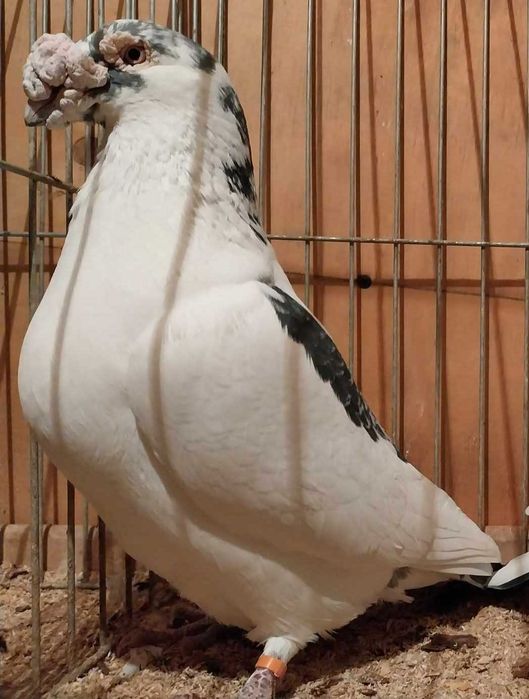 Gołębie staropolskie samce