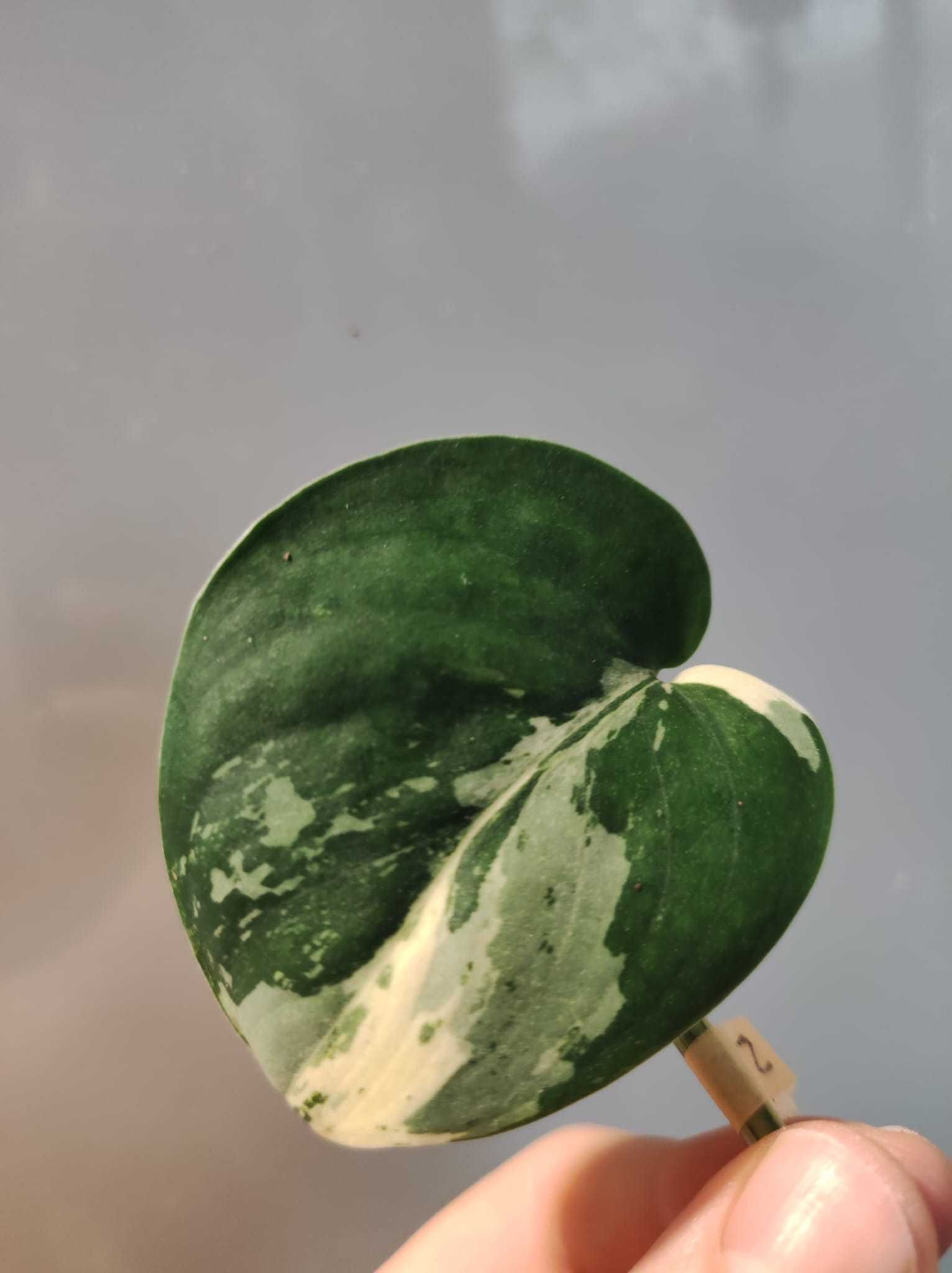 Scindapsus Jade Satin Varigated / Philodendron Anthurium