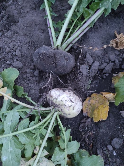 Продам  редьку(черную,белую)
