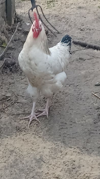 Jajka legowe kur niosek mix odmian