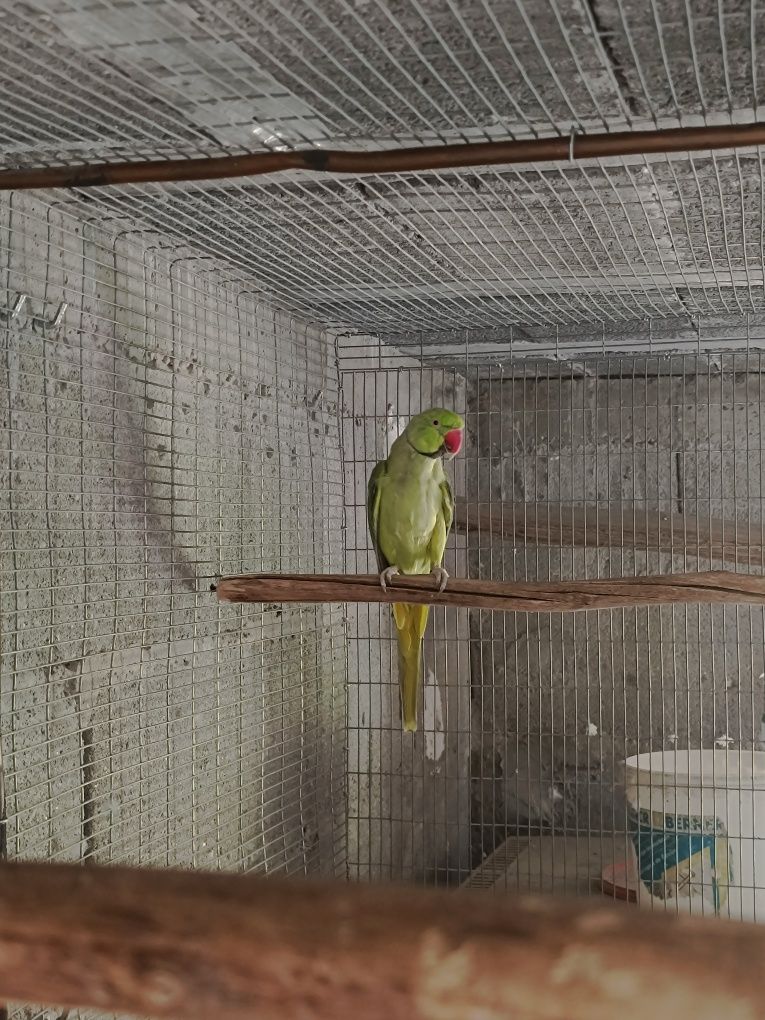 Ring neck Adulto