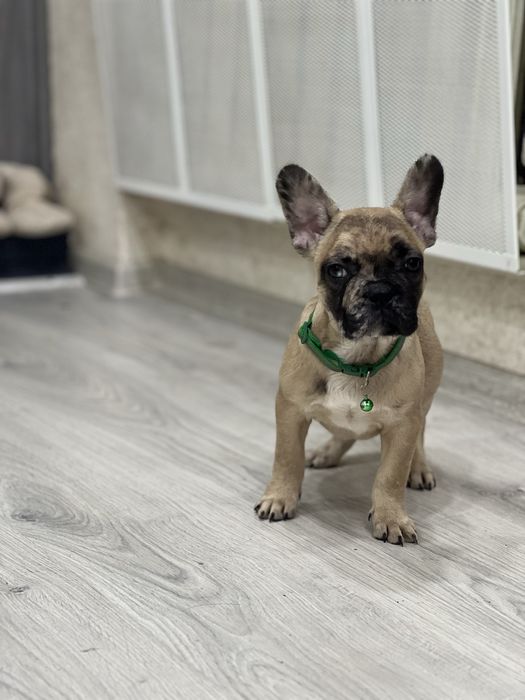 Французики карапузики