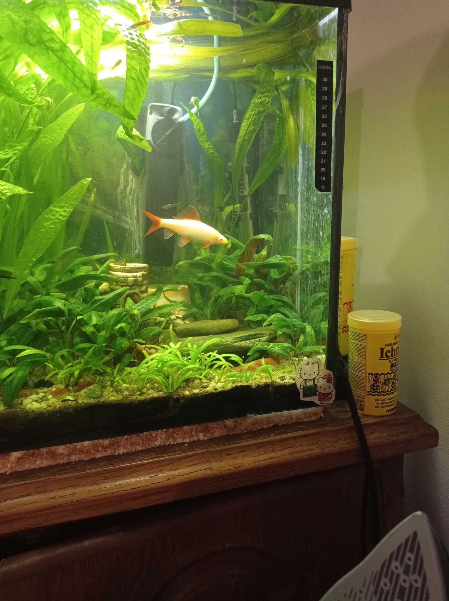 Labeo albinos 15 cm