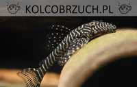 Glonojad L257 - Pseudolithoxus tigris - ODŁÓW - WF - dowóz, wysyłka