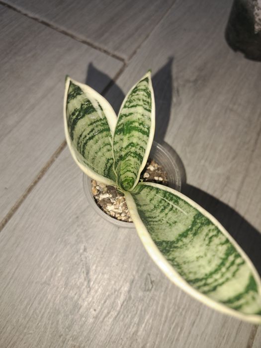 Рідкісна сансевієрія white twisty