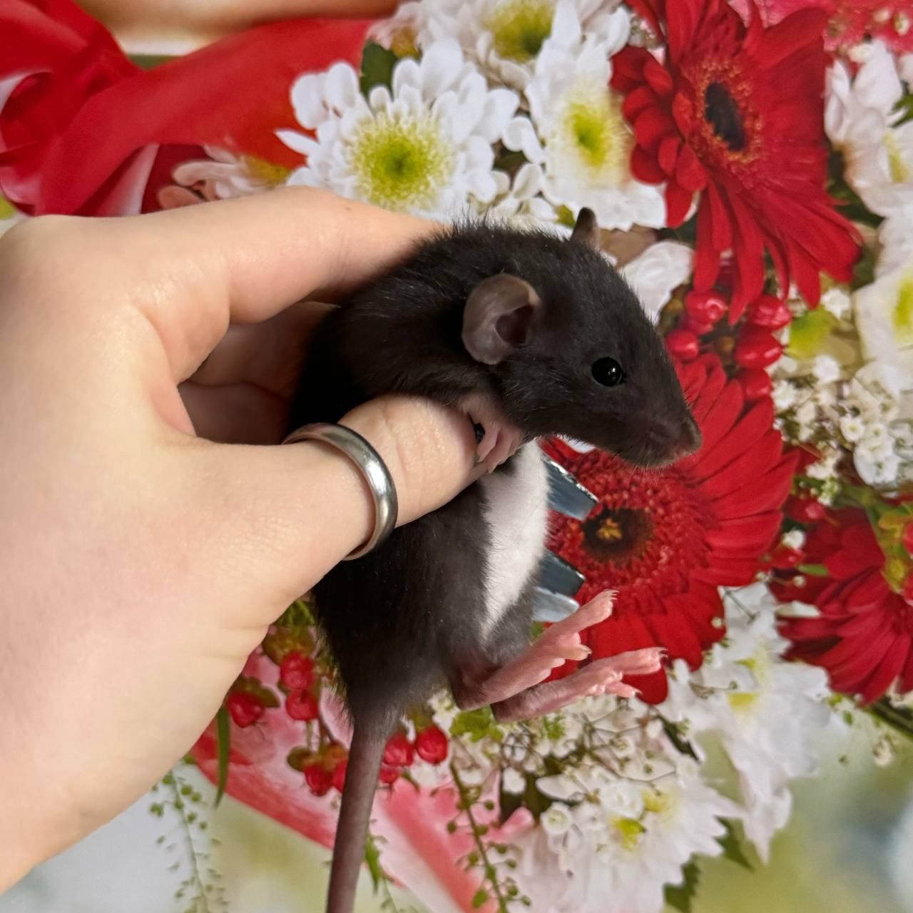 Дамбо Рекс малыши крысята купить в Харькове крысу с доставкой крысенка