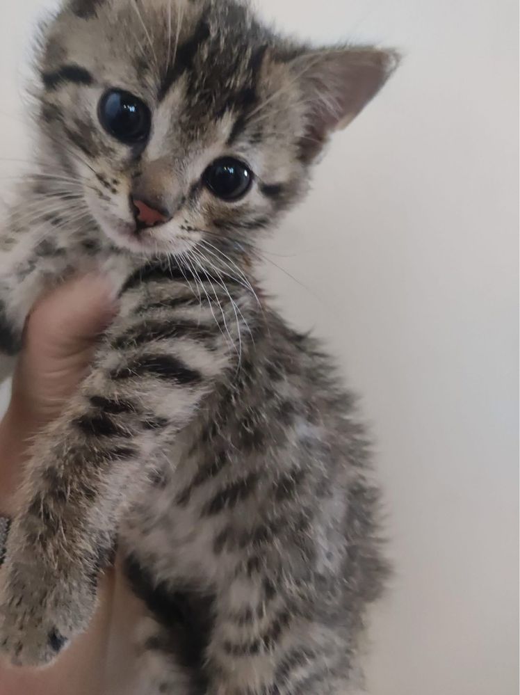 Krzys kot kotek do adopcji