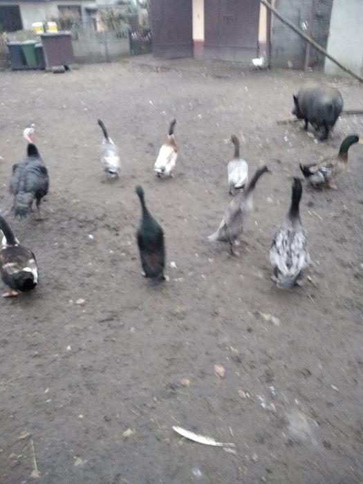 Kaczki i kaczory biegusy