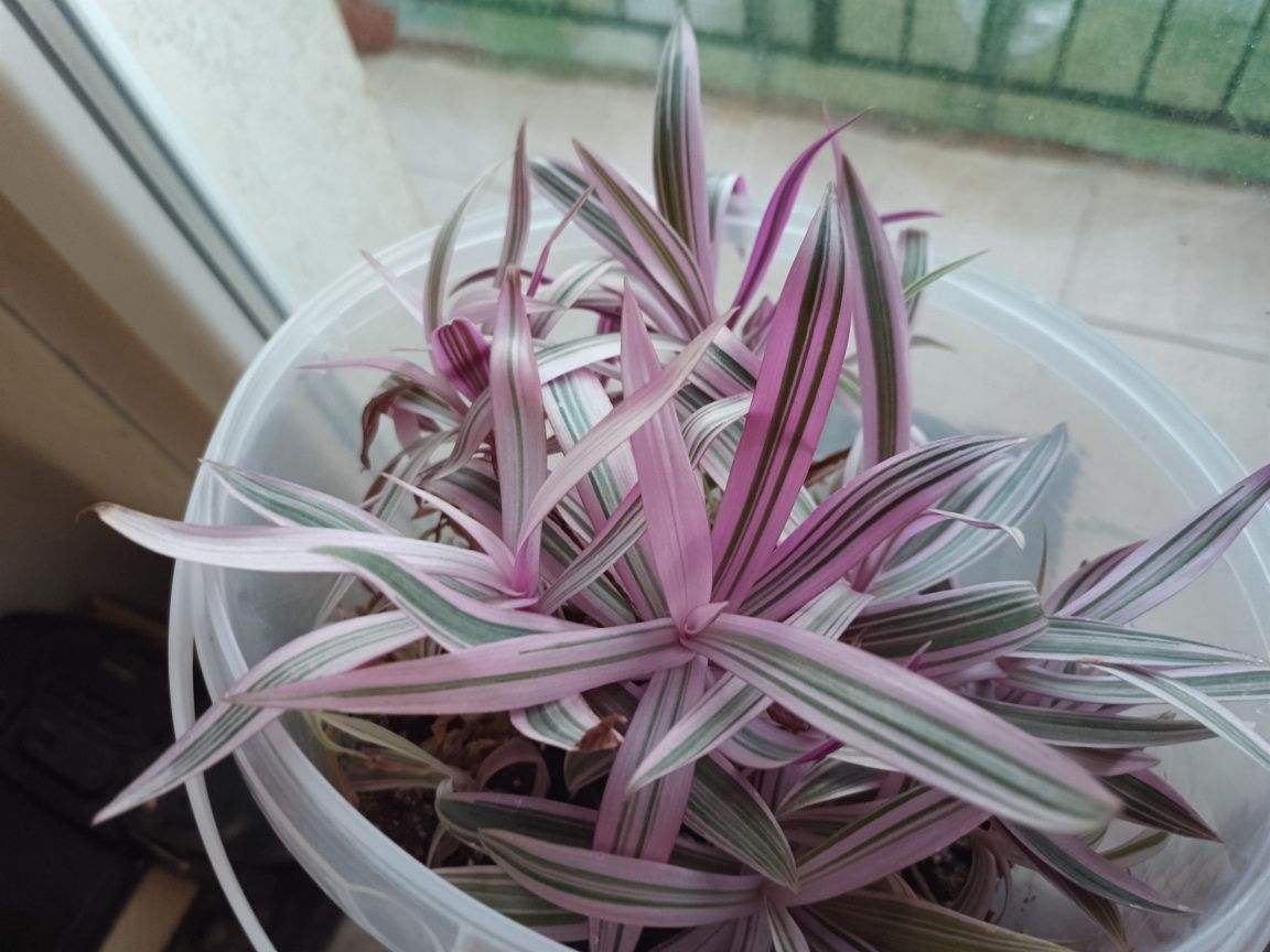 Reo meksykańskie doniczka sadzonki Tradescantia spathacea trzykrotka