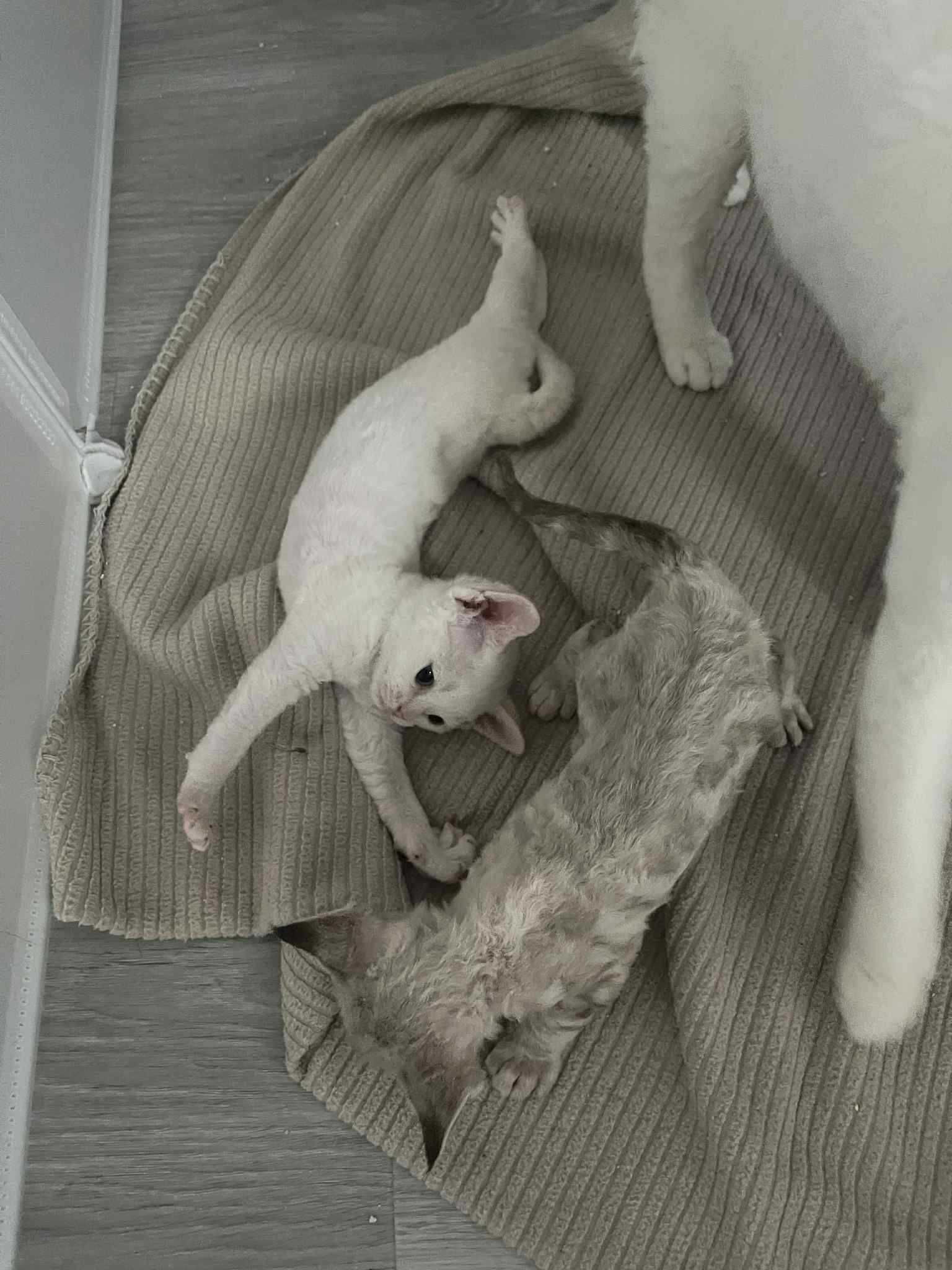 Piękny kocurek DEVON REX Fpl Drx