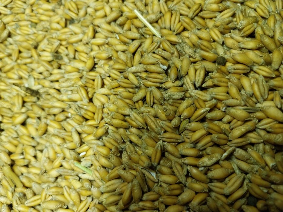 Owies   pszenica  pszenzyto