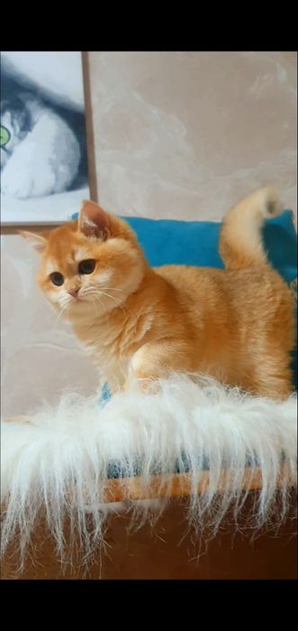 Золотой британский шиншилла котенок