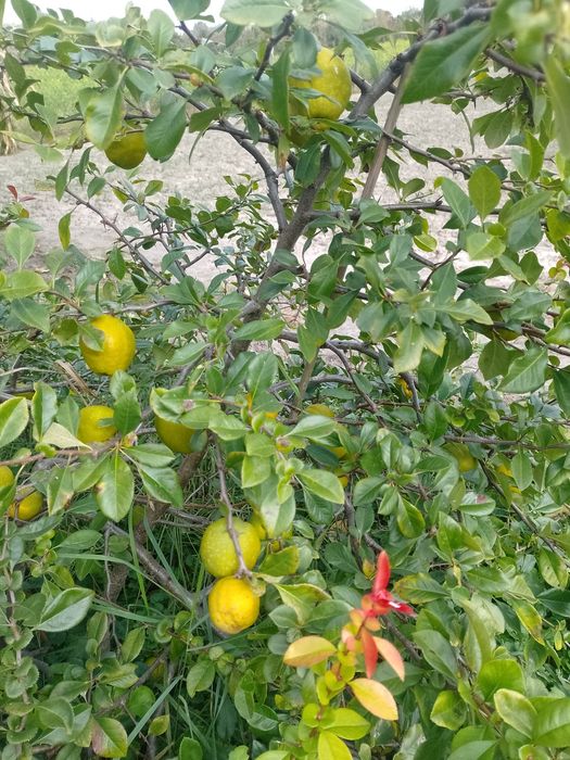 Owoce pigwowca  eko.