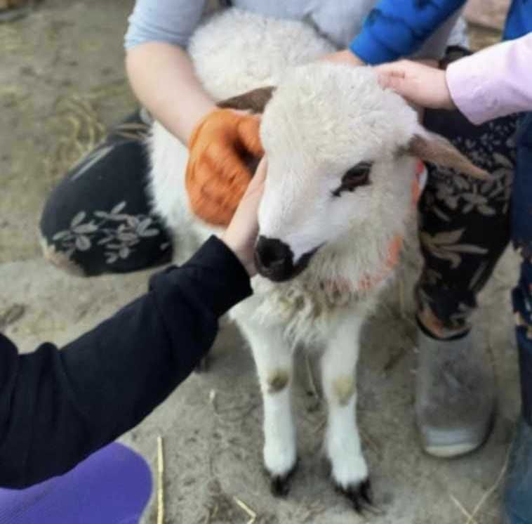 sprzedam owieczki ,kozy mix młode