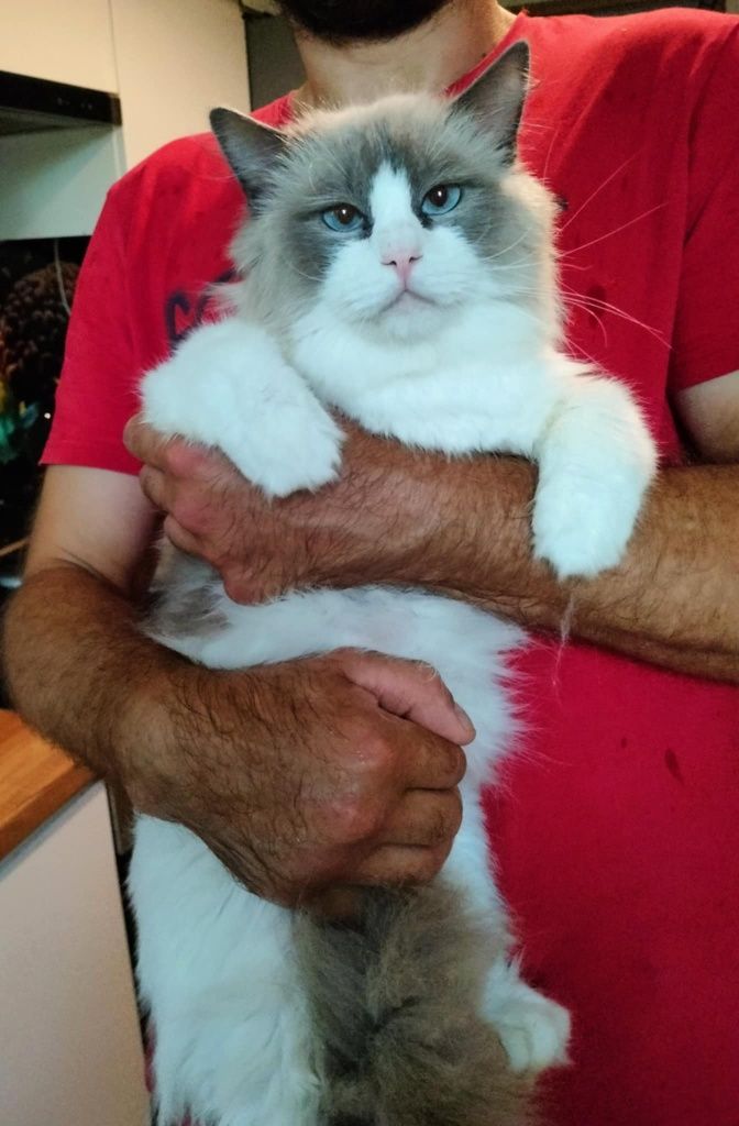 Ragdoll blue mitted lynx do rezerwacji