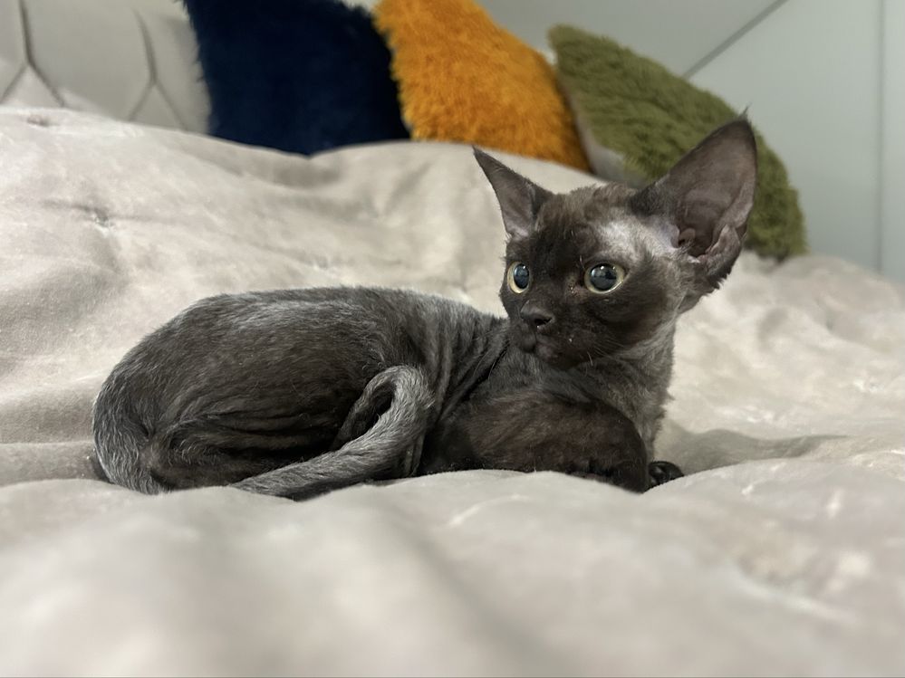 Śliczna kotka, devon rex, czarna