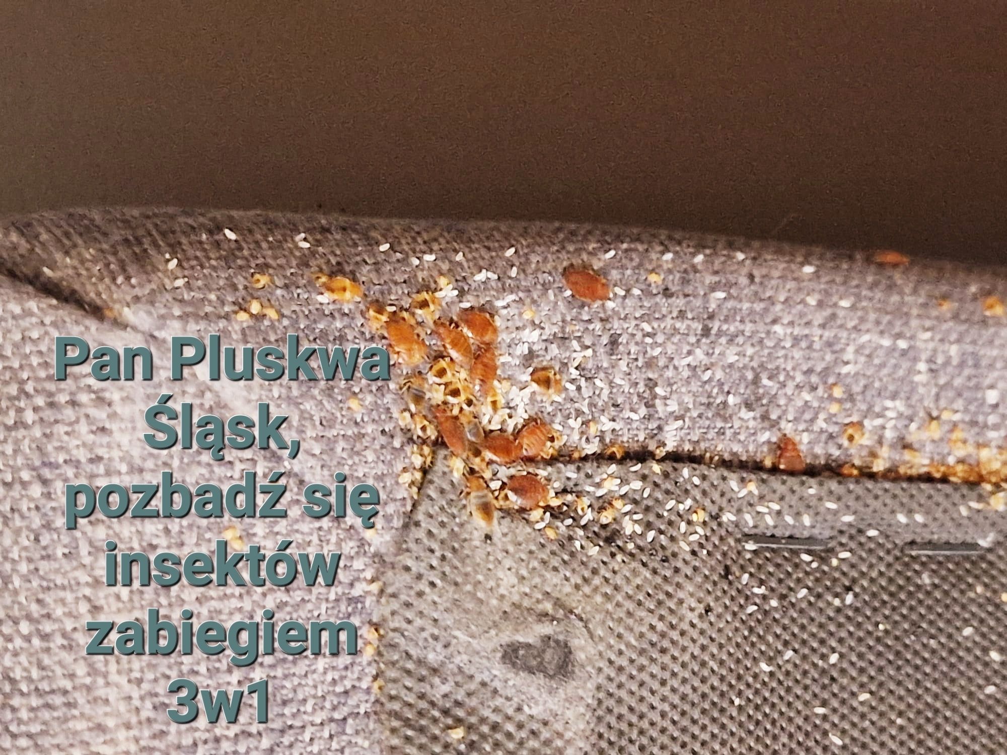 Pluskwa domowa, zwalczanie pluskiew, odpluskwianie,  Dezynsekcja, DDD