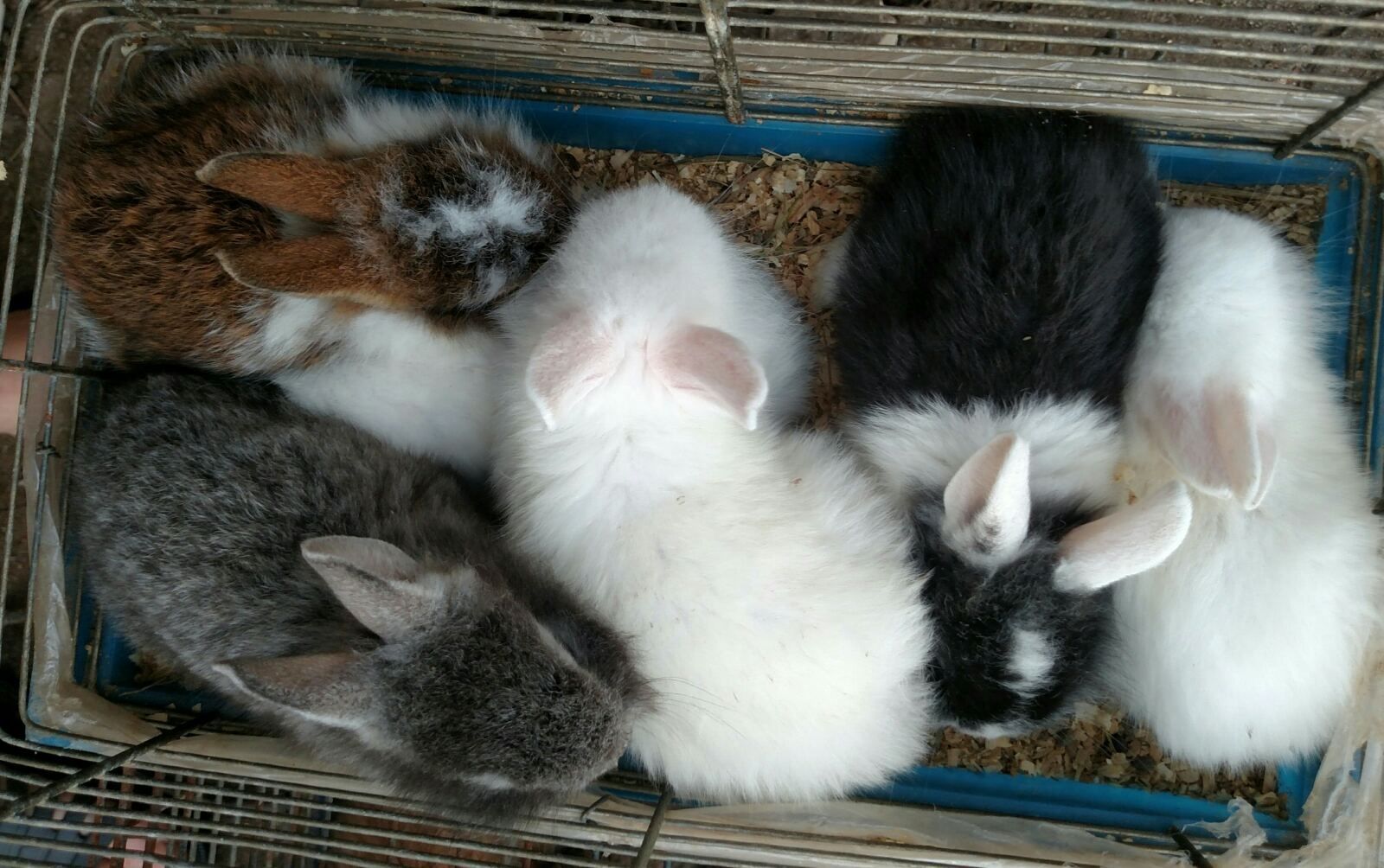 Красочные кролики с торчащими ушами