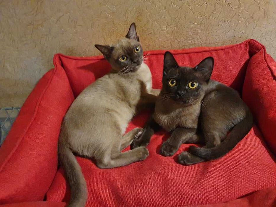 Коты бурмы американской!