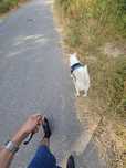 Dog Walker | Passeios para o seu cão com amor e responsabilidade