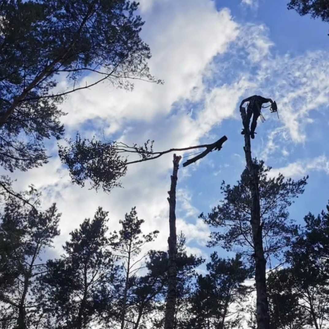 Pielęgnacja drzew, wycinka drzew Dr. Drzewo