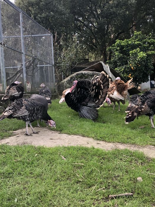 Perus selvagens, criados no campo.