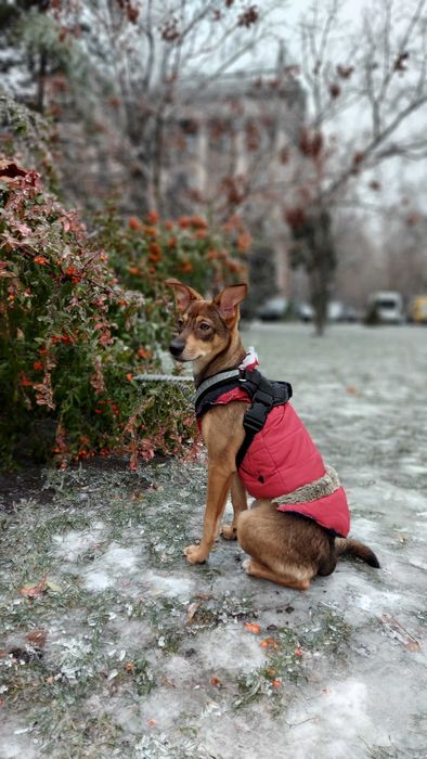 Отдам молодую собаку девочку в хорошие руки есть прививки Дарю собаку