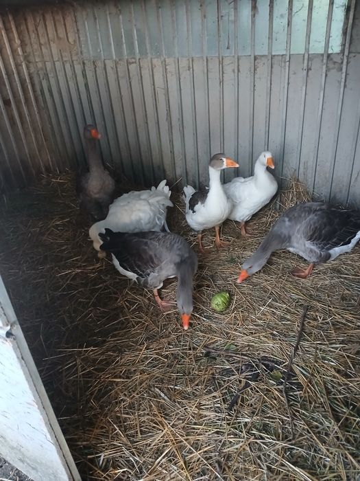 Gęsi landels + szkocki gasior - sprzedam