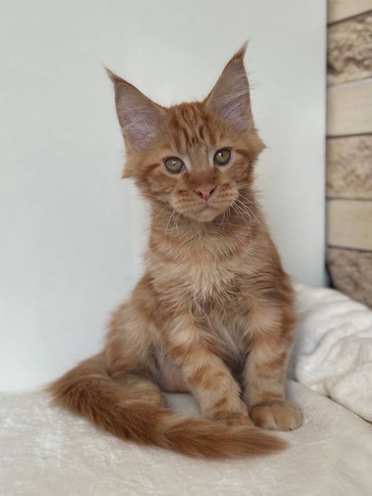 Хлопчик мейн-кун рудий( червоний мармур, солід)