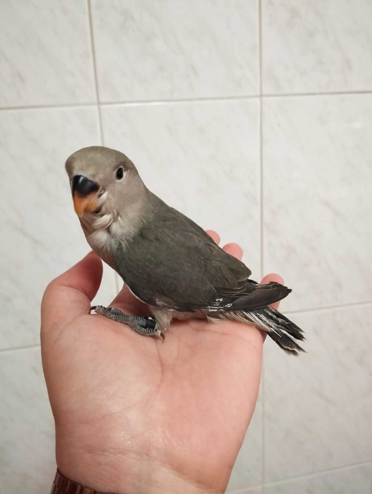 Ring necks e agapórnis criados a mão