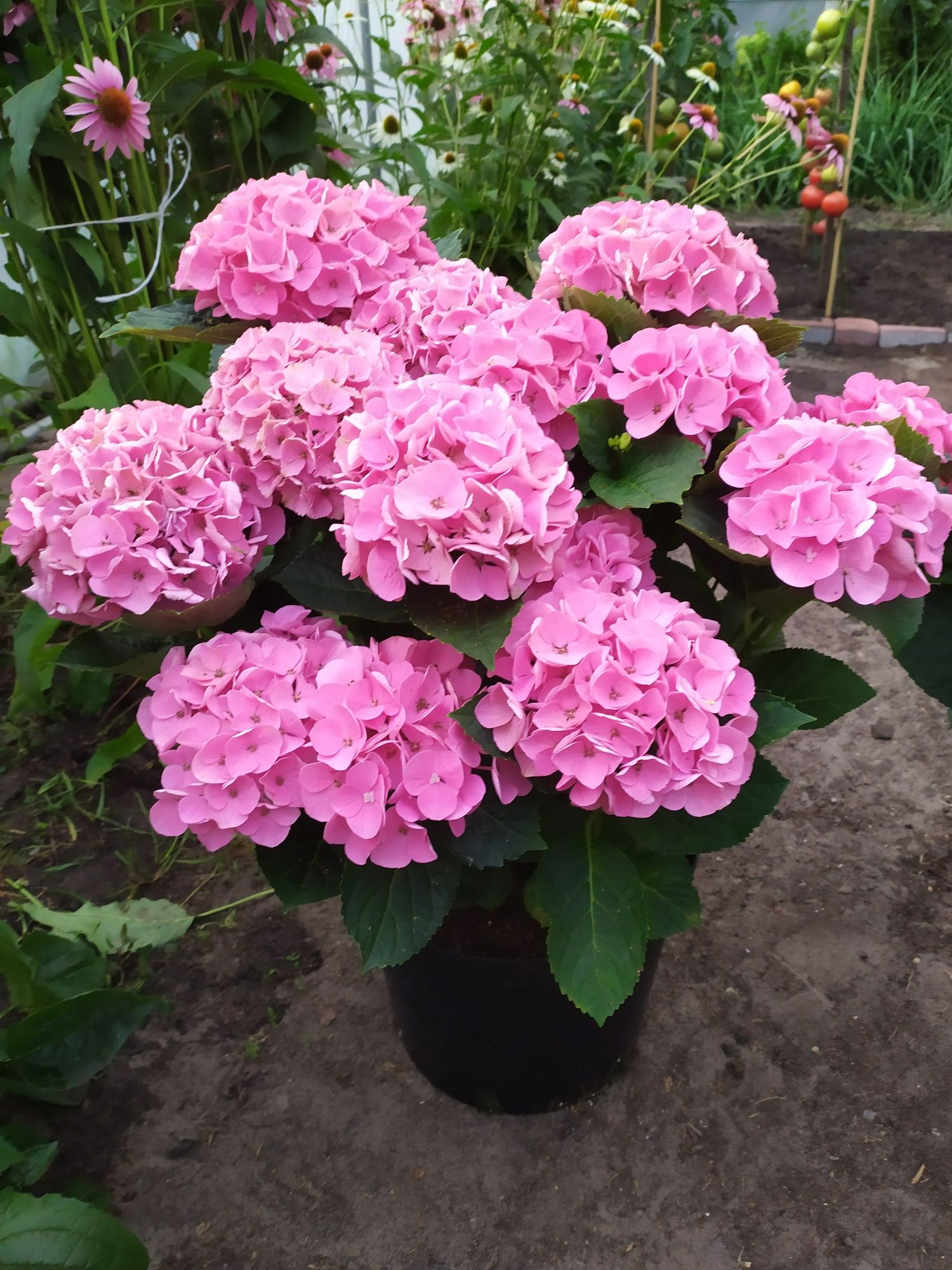 Hortensja ogrodowa