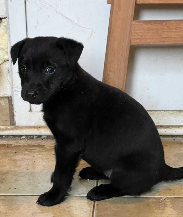 Szczeniaki szukają domów