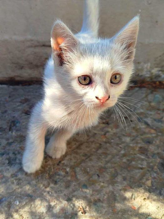 Шукаємо люблячю домівку для маленького дива