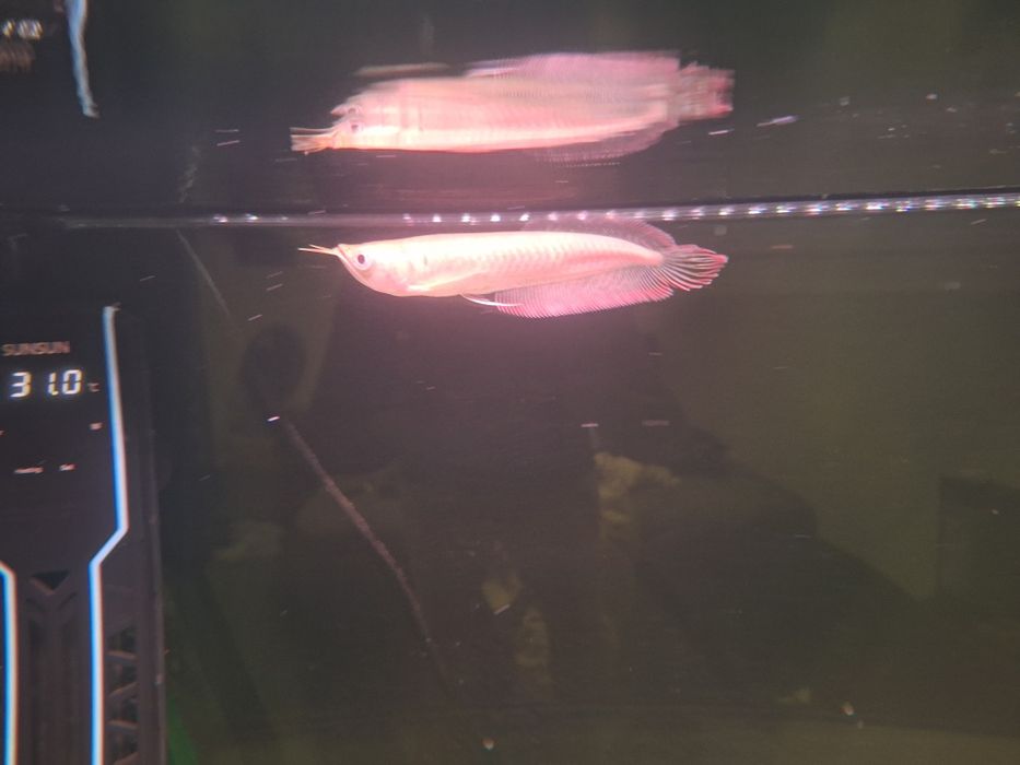 Aruana Albina 15-17cm