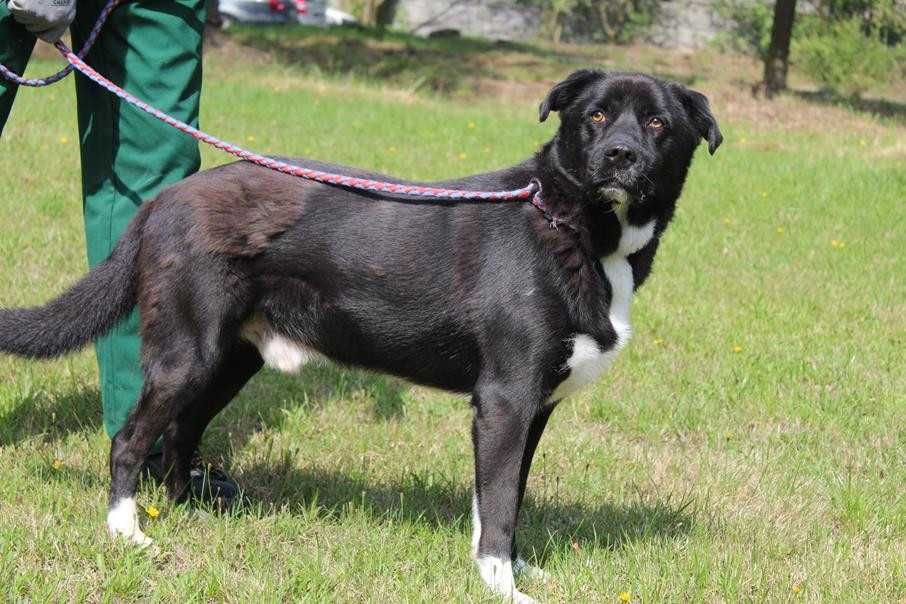 088999 Franek do adopcji