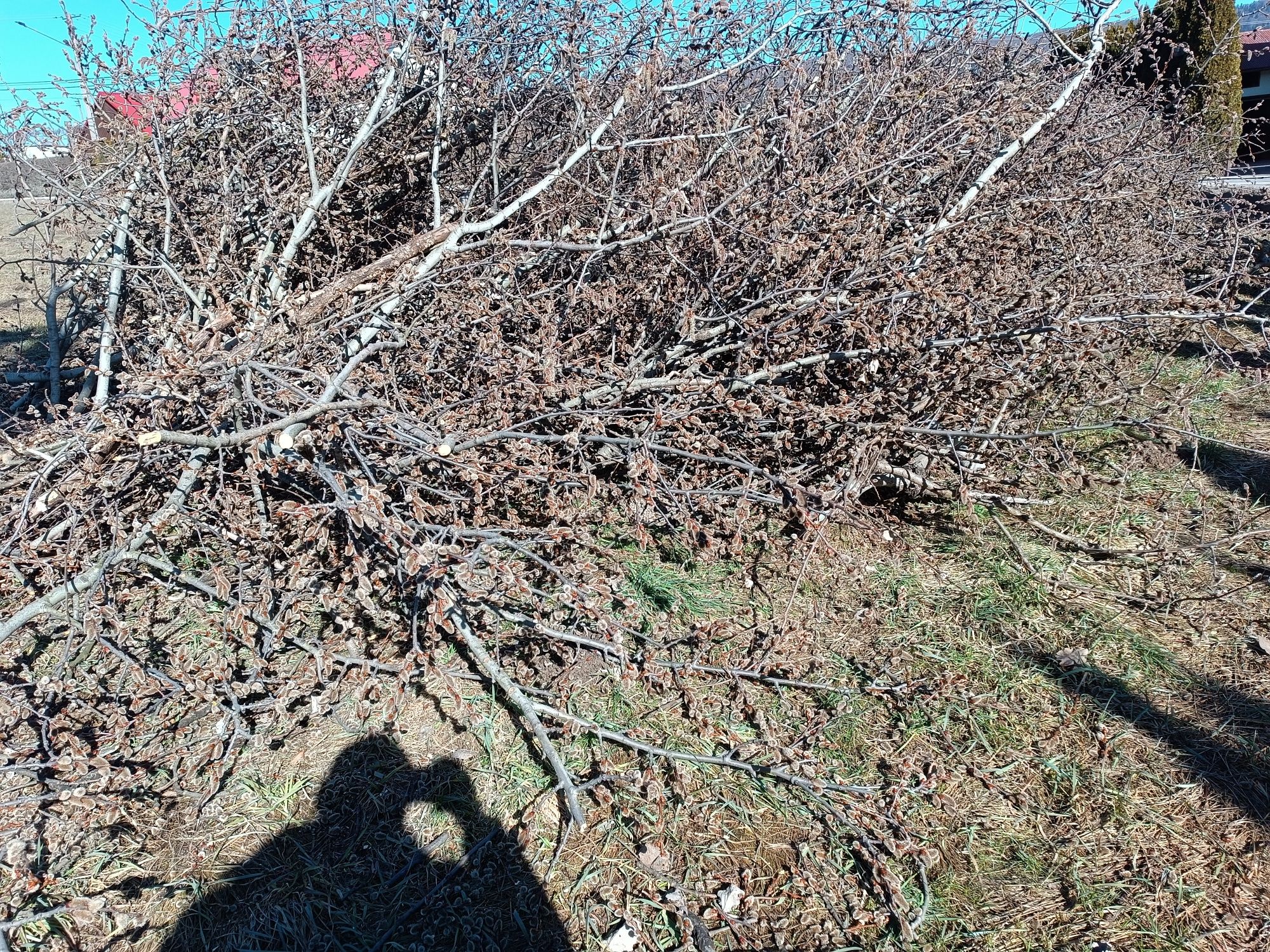 Oddam gałęzie topoli/osiki