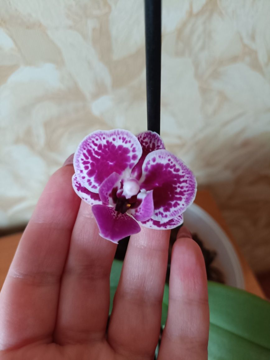 Орхідея Фаленопсис міні