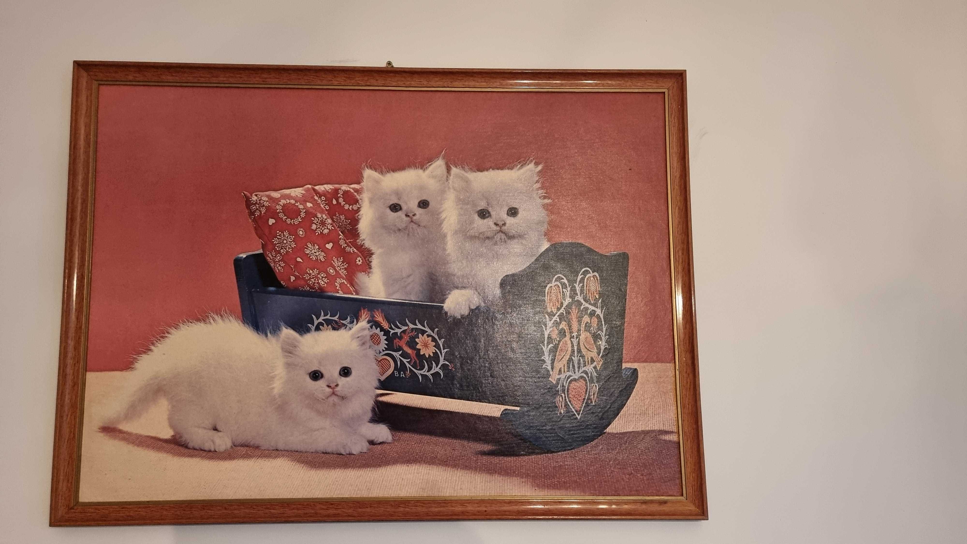 obraz z kotami , koty