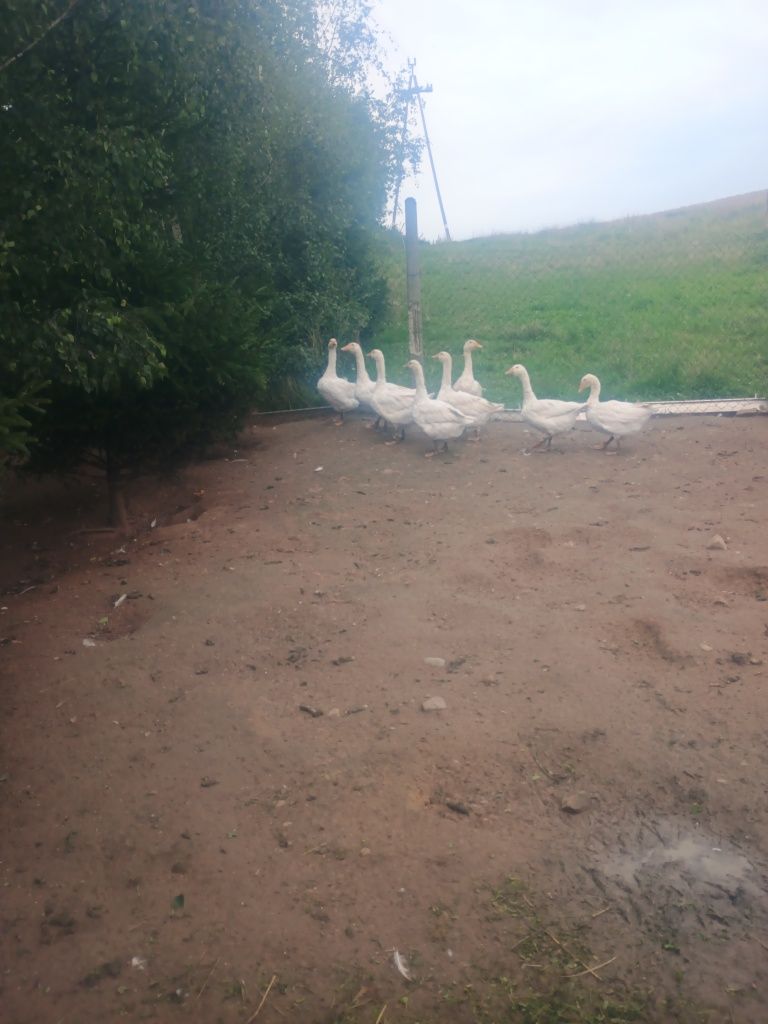 Gęś gęsi sprzedam