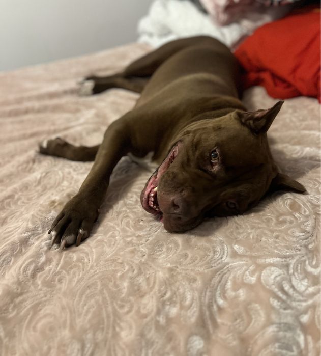 Sunia Coco rasy Pit Bull szuka domku