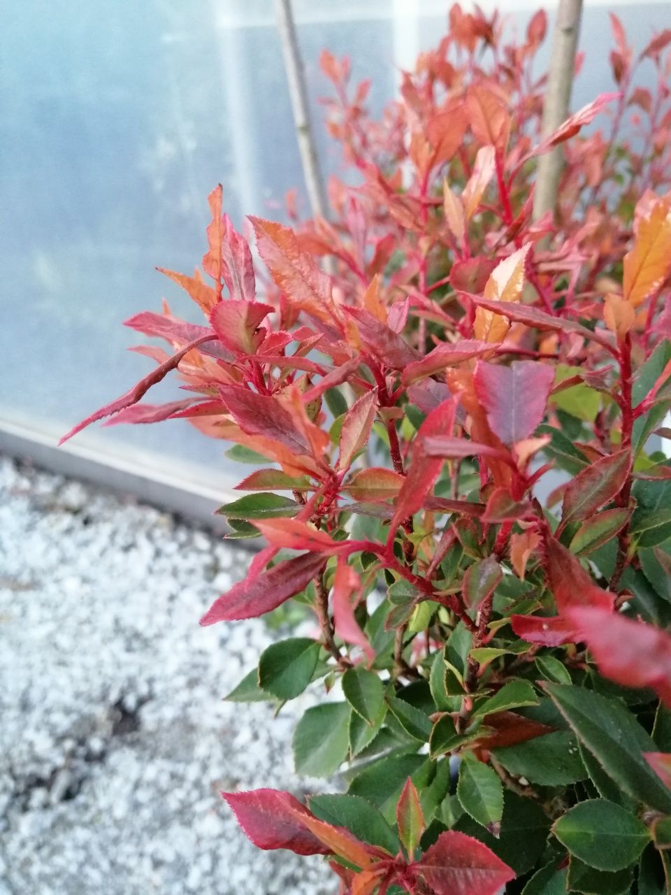 Głogownik BONSAI "Chico" szczepiony (Photinia) Czerwone Młode Liście.