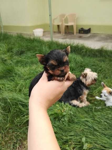 Крихітні комочки щастя – породисті йорки для душі й серця