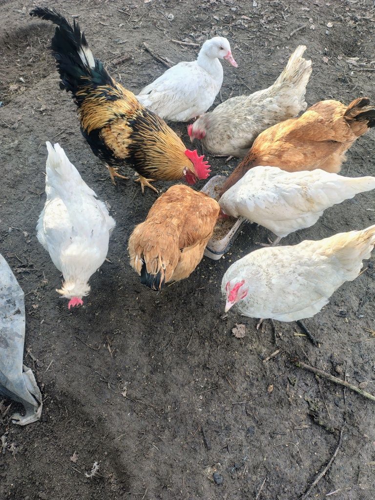 Jajka lęgowe kur miks, jaja kurze, kury rosa, karmazyn, leghorny,