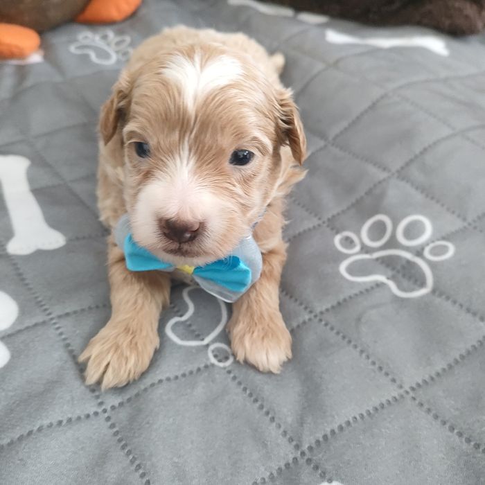 Prześliczny piesek Maltipoo f1