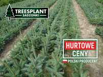Koszalin Sadzonki świerk srebrny 2/1 kaibab / jodła kaukaska pospo