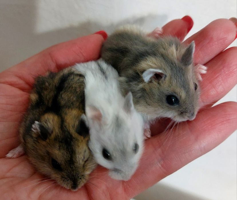 Джунгарські  хом'ячки