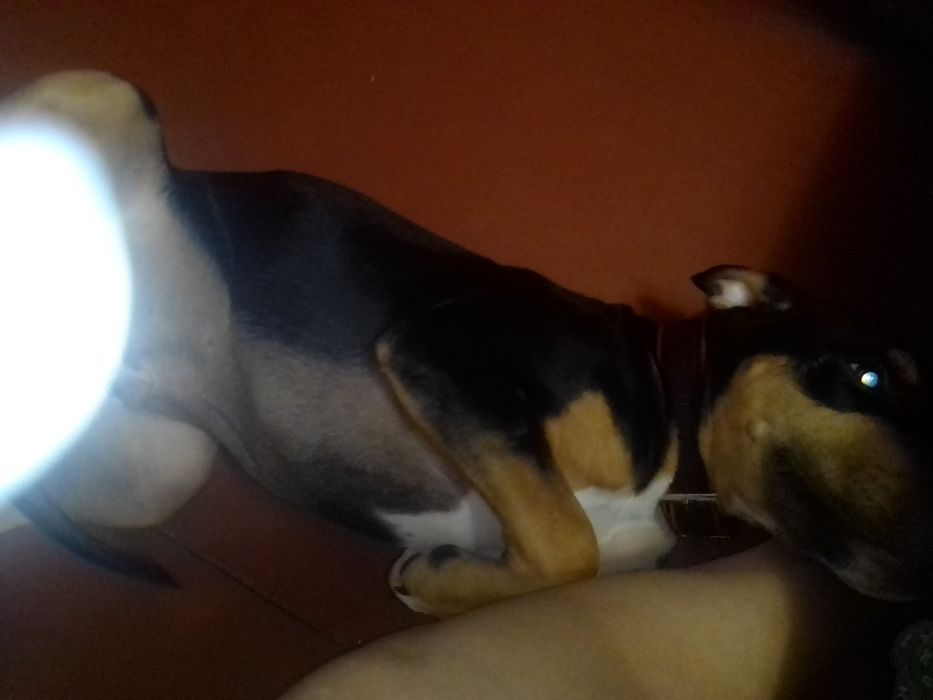 Продам щенка Ам Стафа 5 месяцев к выгулу приучин команды знает .